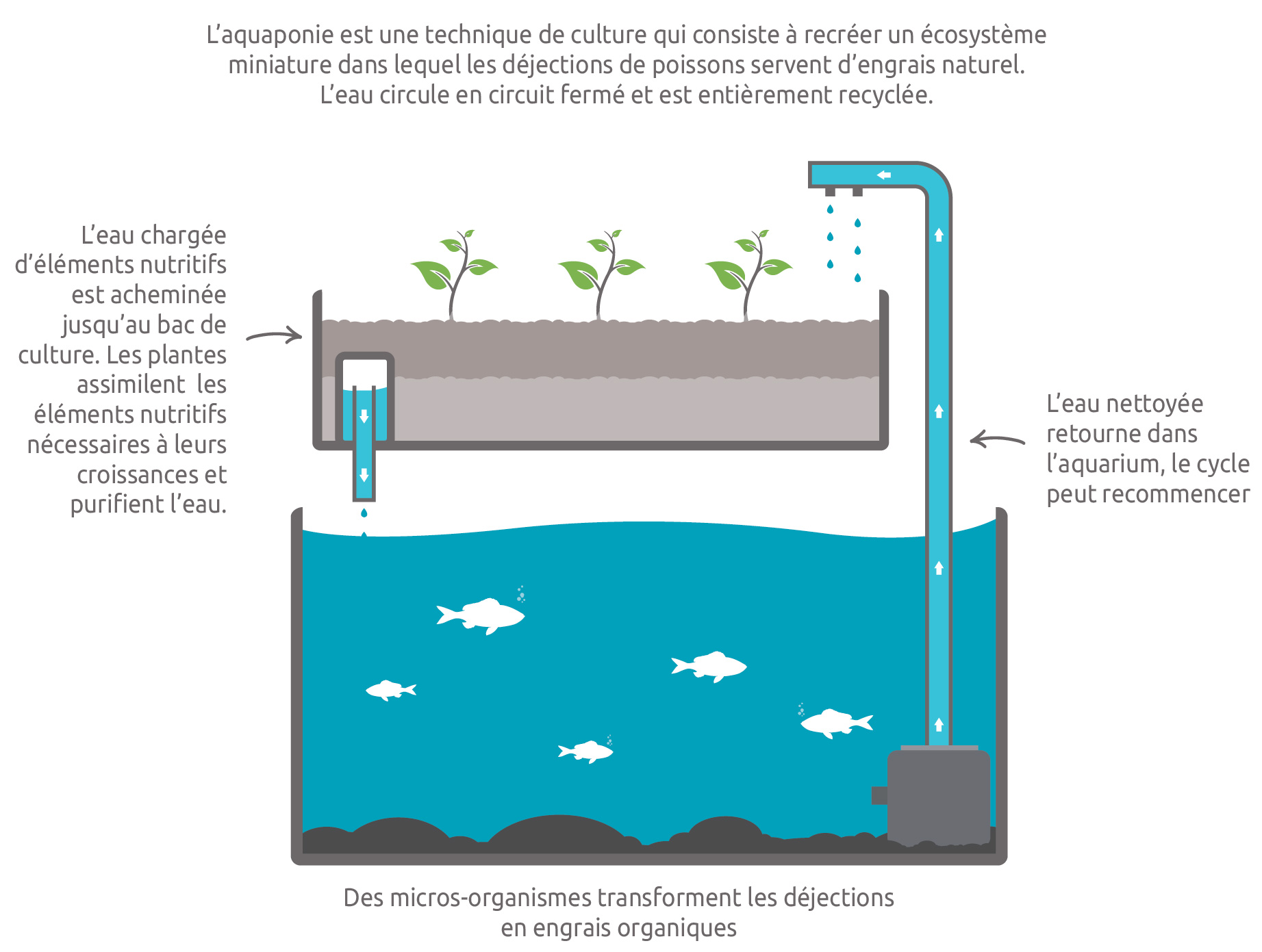 Kit de filtration naturelle - aquaponie pour aquarium 10 L