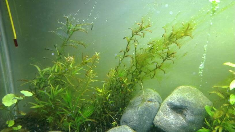 Comment éviter les algues dans un aquarium ?
